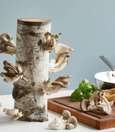 Oyster Mushroom Log Kit