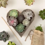 Redwood Succulent Heart Kit