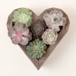 Redwood Succulent Heart Kit 2