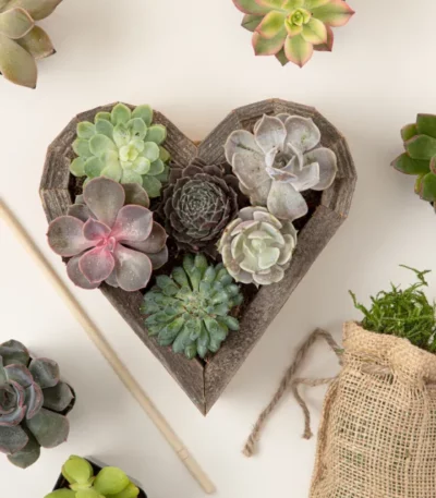 Redwood Succulent Heart Kit