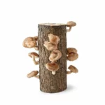 Shiitake Mushroom Log Kit 1