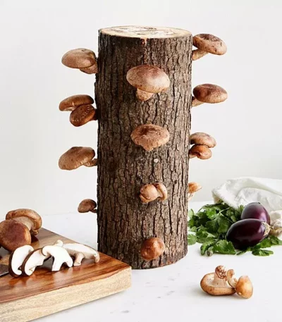 Shiitake Mushroom Log Kit