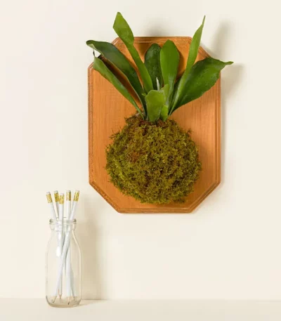 Staghorn Kokedama Wall Art - Assembled Or Diy