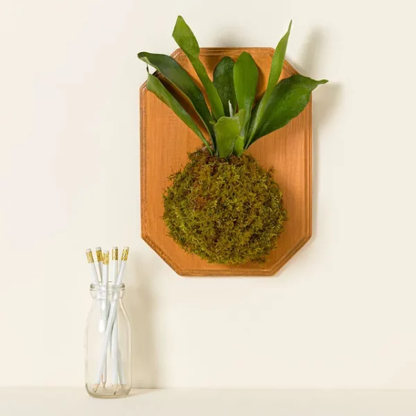 Staghorn Kokedama Wall Art - Assembled Or Diy